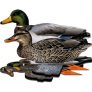 NRA FUD Lockvogel STOCKENTE